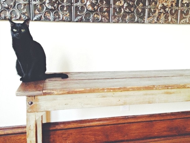 Cat on Farm Table