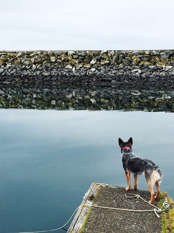 Fishing Dog on the Dock watching a sea otter~ Cordova Harbor