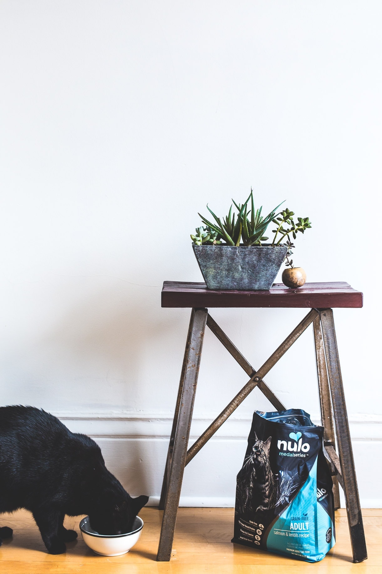 How to get your cat to sleep through the night by changing their feeding schedule, and switching to a grain-free cat food