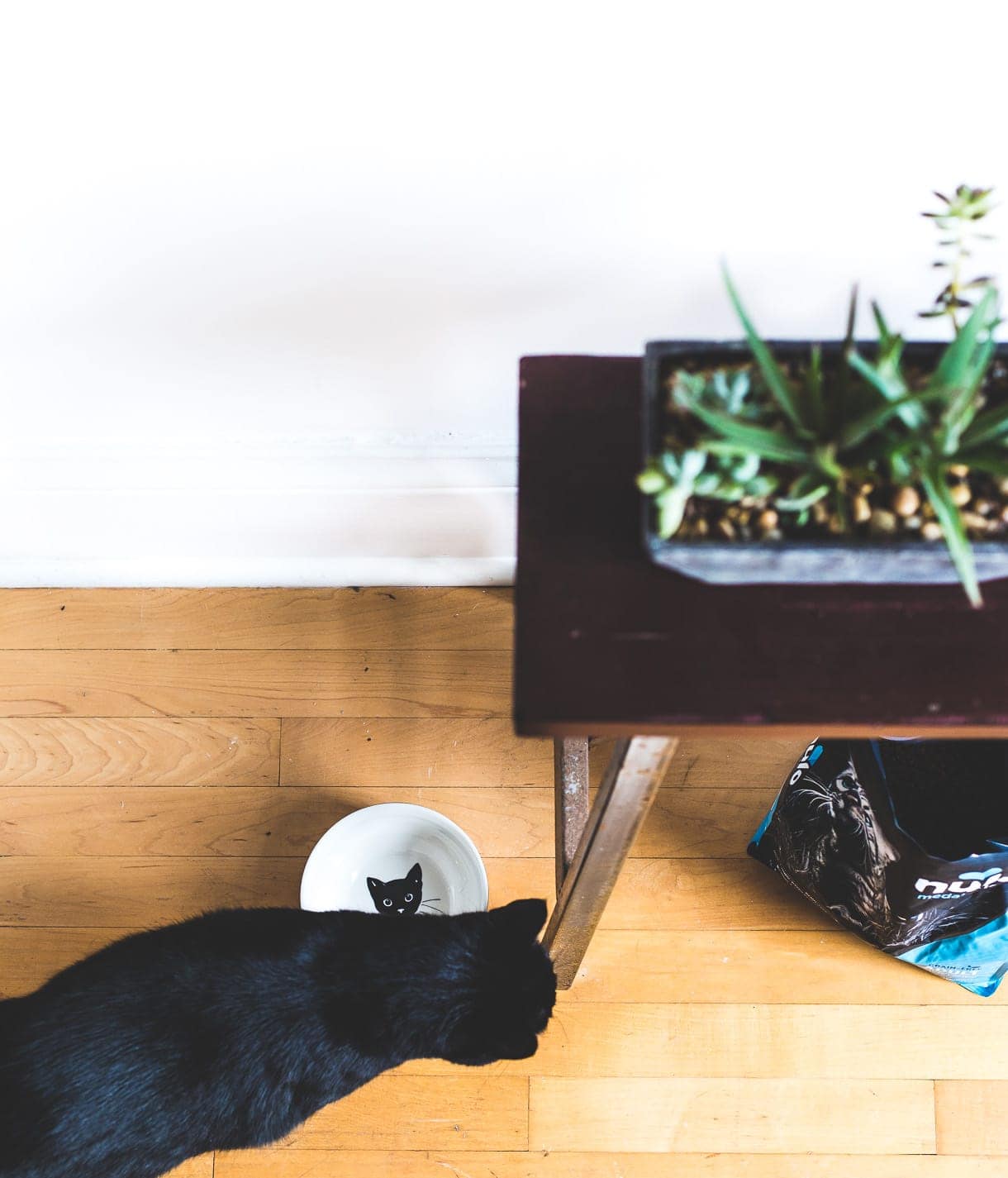 How to get your cat to sleep through the night by changing their feeding schedule, and switching to a grain-free cat food