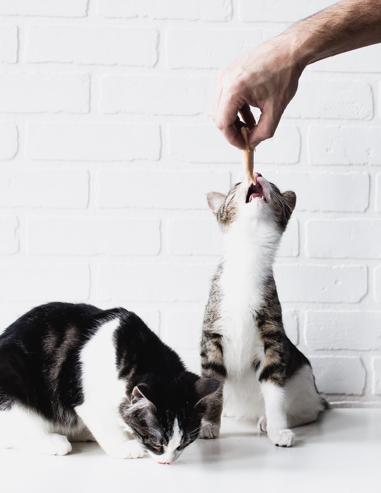 Kittens eating // cute kitten photo // cats of instagram