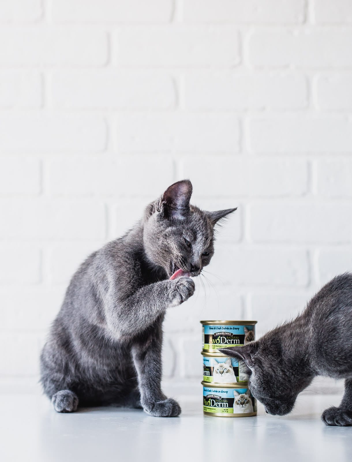 Avoderm Cat food